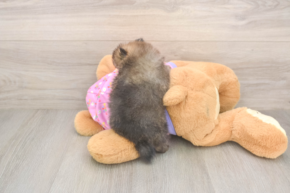 Small Pomeranian Purebred Pup