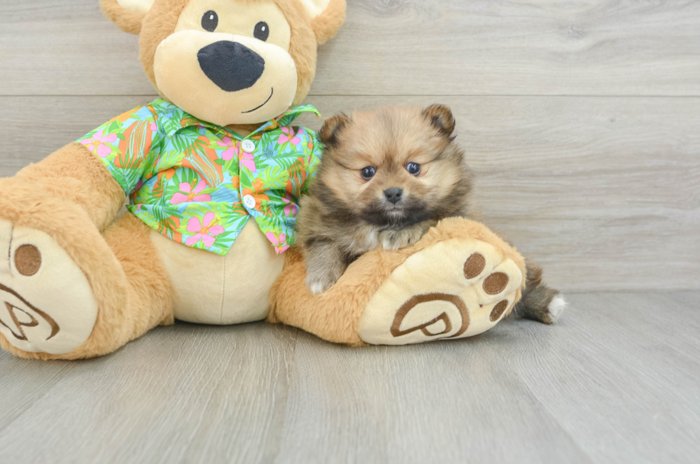 5 week old Pomeranian Puppy For Sale - Pilesgrove Pups