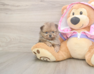 9 week old Pomeranian Puppy For Sale - Pilesgrove Pups