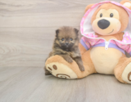 9 week old Pomeranian Puppy For Sale - Pilesgrove Pups