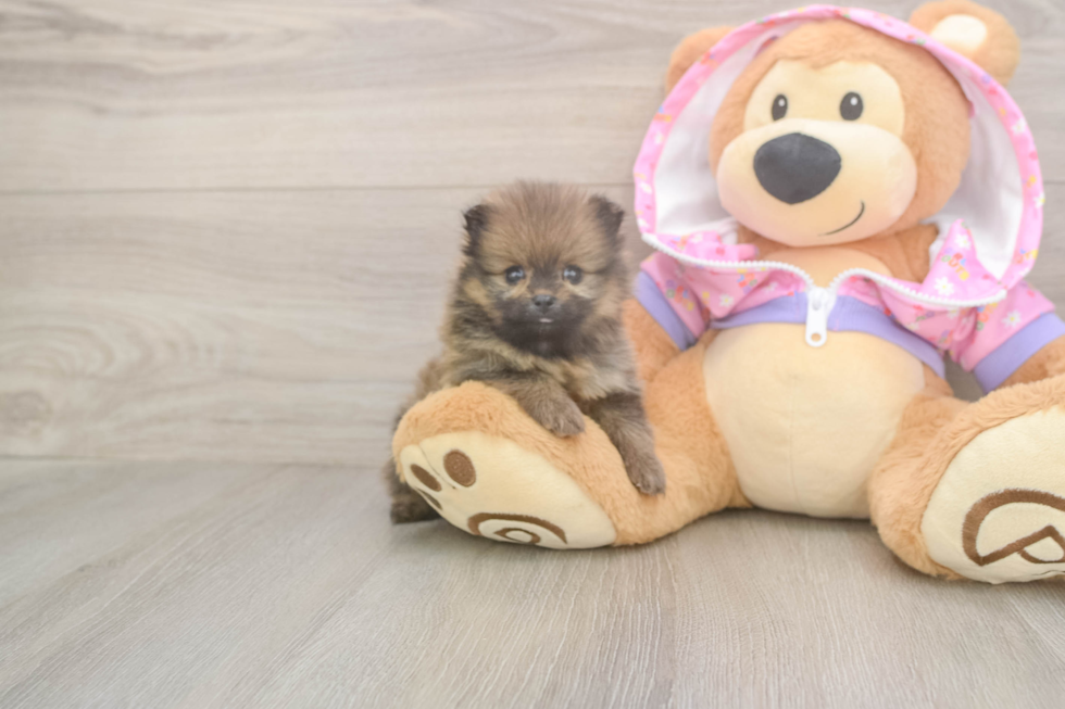 Cute Deutscher Spitz Purebred Puppy