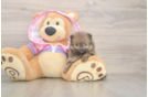 Pomeranian Pup Being Cute