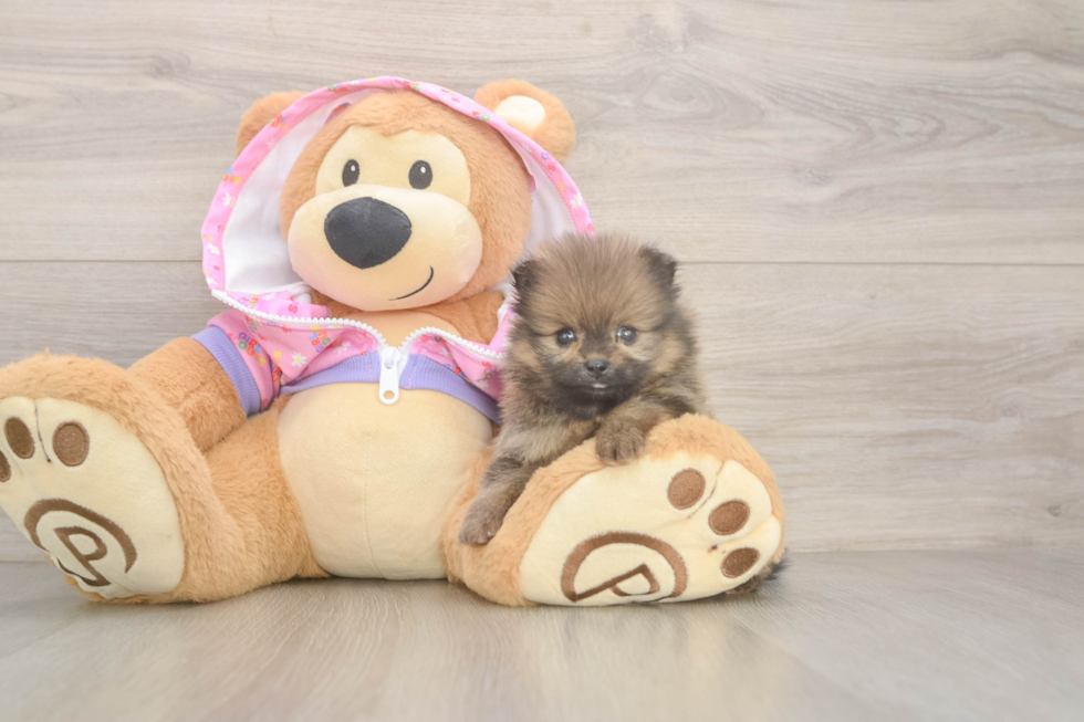 Pomeranian Pup Being Cute
