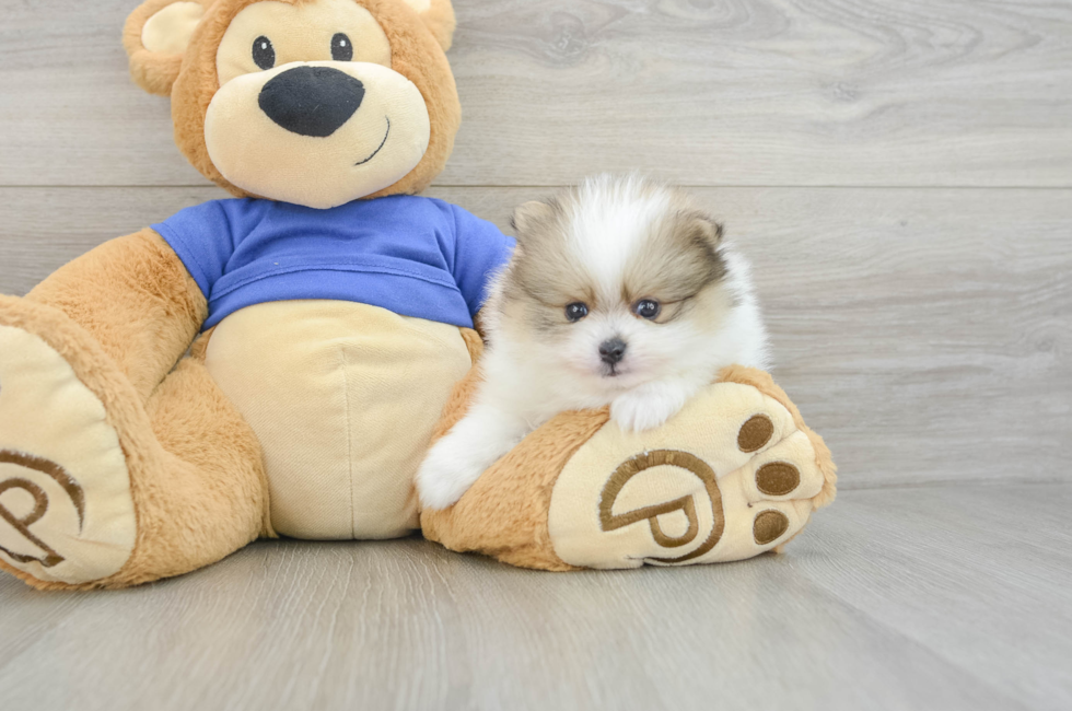 6 week old Pomeranian Puppy For Sale - Pilesgrove Pups