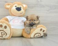 7 week old Pomeranian Puppy For Sale - Pilesgrove Pups