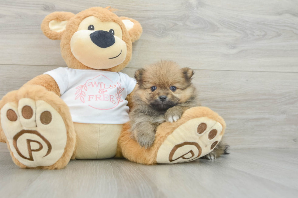 7 week old Pomeranian Puppy For Sale - Pilesgrove Pups