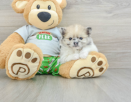 8 week old Pomeranian Puppy For Sale - Pilesgrove Pups