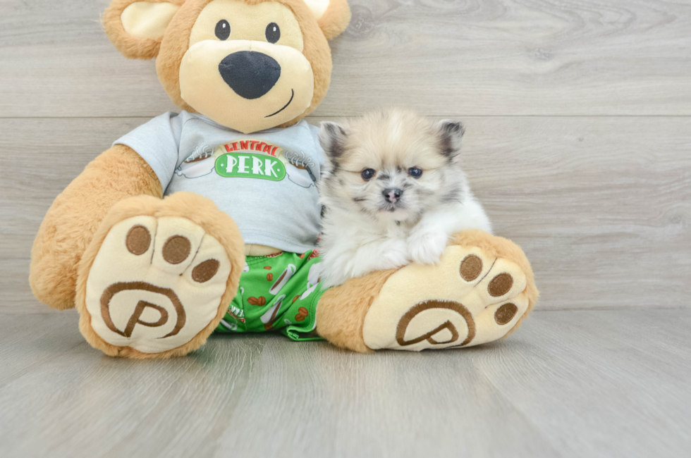 8 week old Pomeranian Puppy For Sale - Pilesgrove Pups