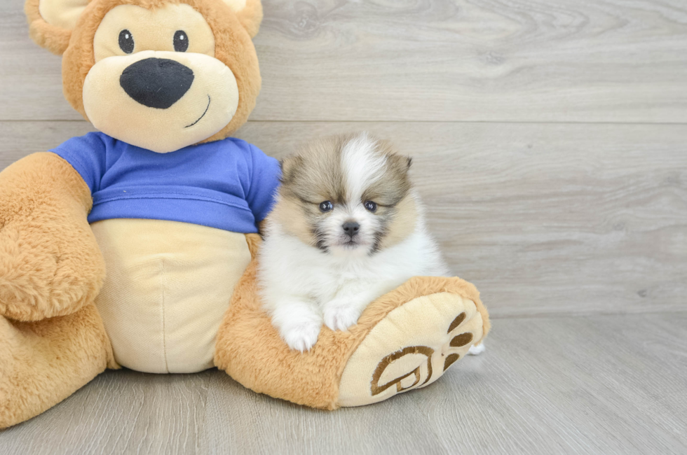 6 week old Pomeranian Puppy For Sale - Pilesgrove Pups