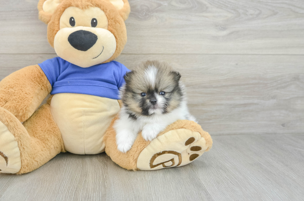 6 week old Pomeranian Puppy For Sale - Pilesgrove Pups