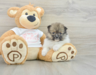 7 week old Pomeranian Puppy For Sale - Pilesgrove Pups