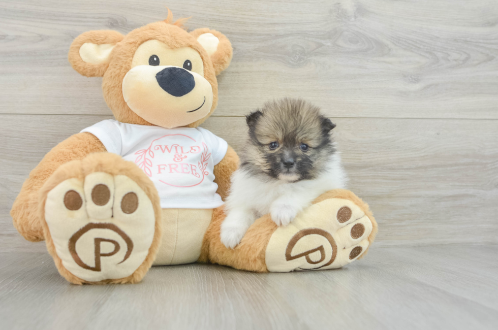 7 week old Pomeranian Puppy For Sale - Pilesgrove Pups