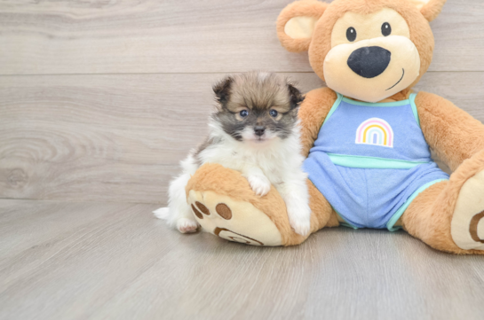 Fluffy Pom Pom Purebred Puppy