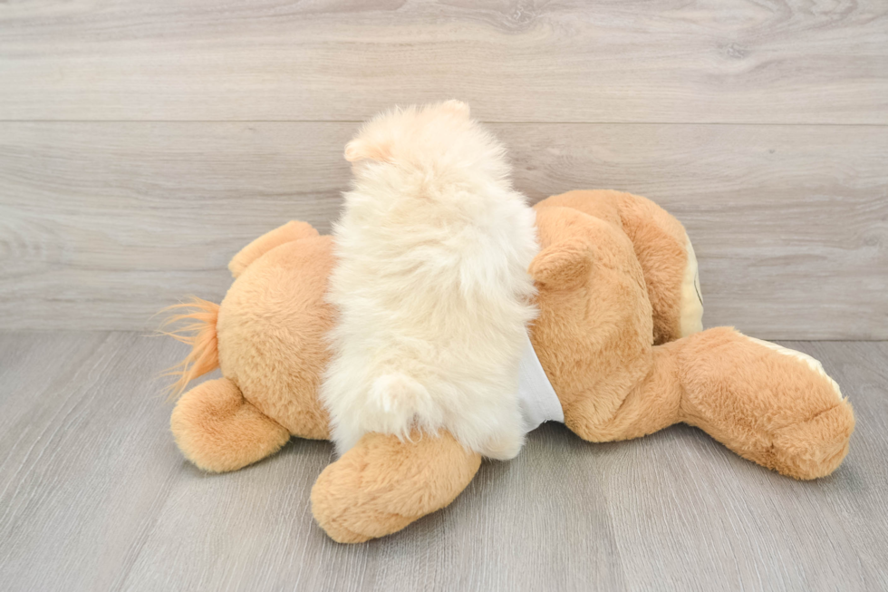 Pomeranian Pup Being Cute
