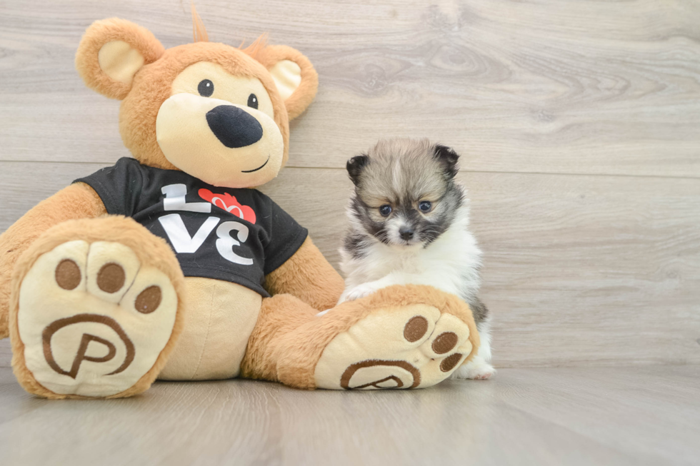 Pomeranian Pup Being Cute
