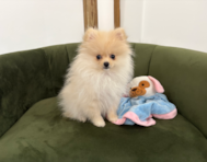 15 week old Pomeranian Puppy For Sale - Pilesgrove Pups