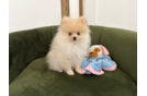 Pomeranian Pup Being Cute