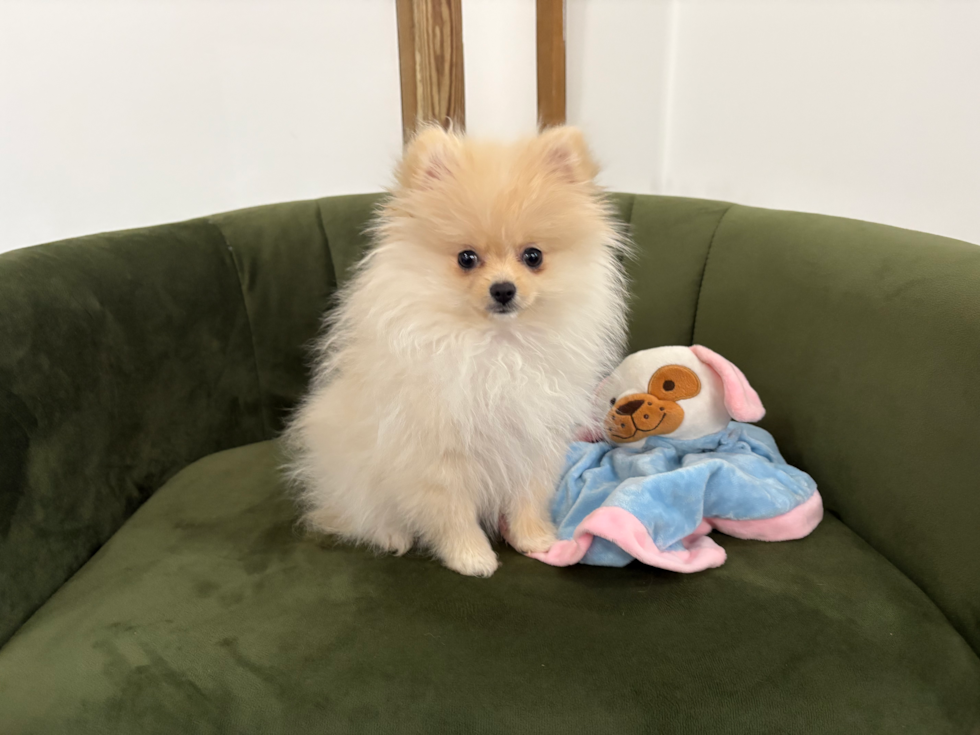 Pomeranian Pup Being Cute