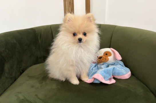 Pomeranian Pup Being Cute