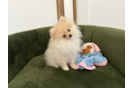 Pomeranian Puppy for Adoption