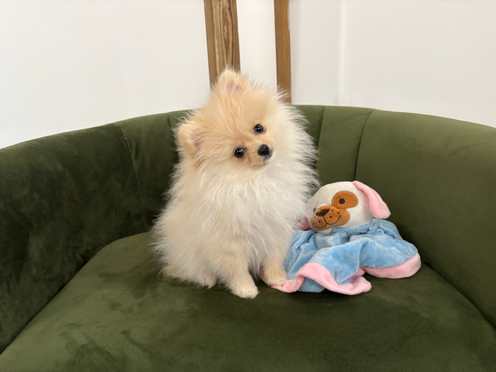 Pomeranian Puppy for Adoption