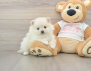 8 week old Pomeranian Puppy For Sale - Pilesgrove Pups