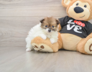 6 week old Pomeranian Puppy For Sale - Pilesgrove Pups