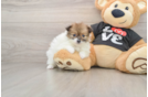 Pomeranian Pup Being Cute