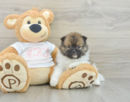 7 week old Pomeranian Puppy For Sale - Pilesgrove Pups