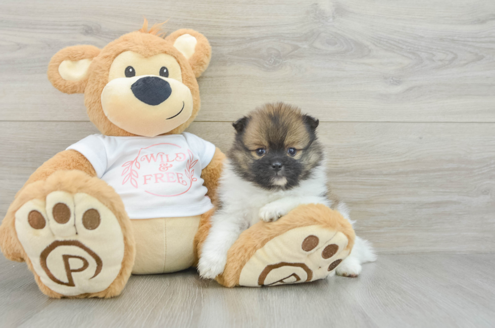 7 week old Pomeranian Puppy For Sale - Pilesgrove Pups