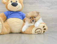 7 week old Pomeranian Puppy For Sale - Pilesgrove Pups