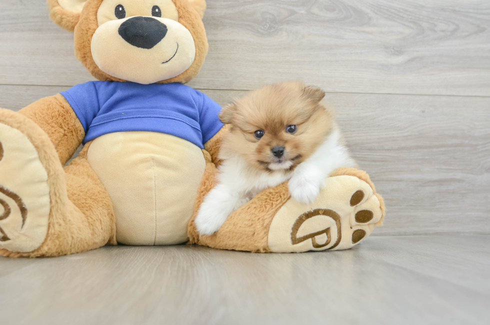 6 week old Pomeranian Puppy For Sale - Pilesgrove Pups