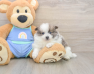9 week old Pomeranian Puppy For Sale - Pilesgrove Pups