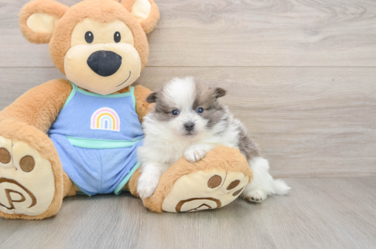 Pomeranian Pup Being Cute