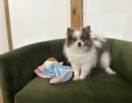 11 week old Pomeranian Puppy For Sale - Pilesgrove Pups