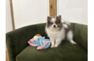 Cute Pom Pom Purebred Puppy