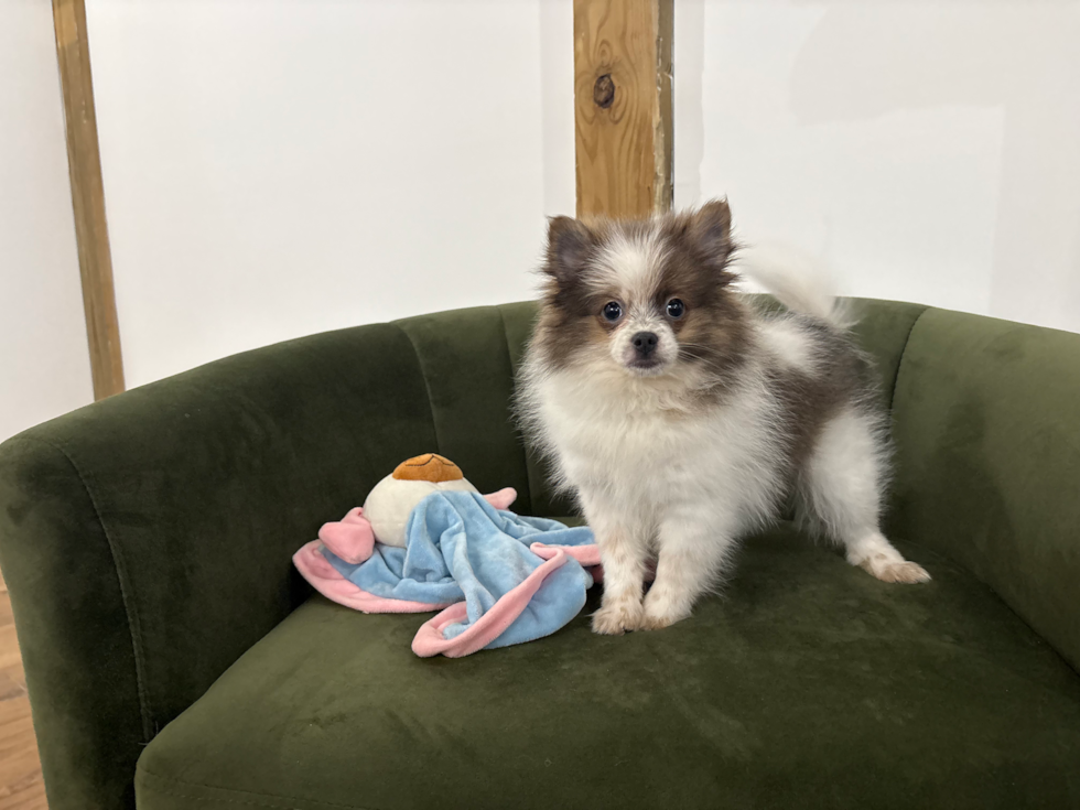 Cute Pom Pom Purebred Puppy