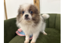 Cute Pom Purebred Puppy