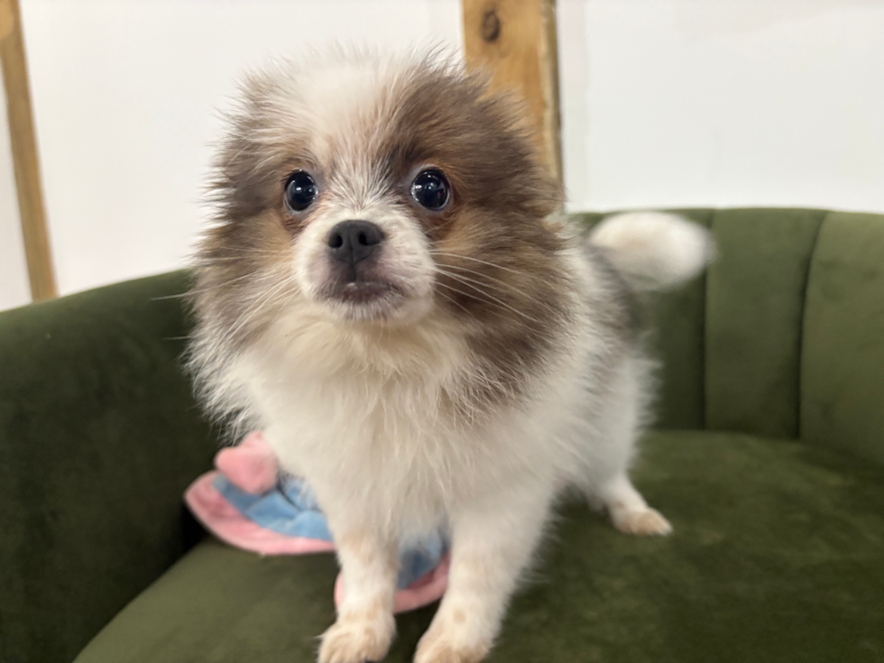 Cute Pom Purebred Puppy
