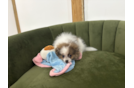 Cute Pomeranian Purebred Pup