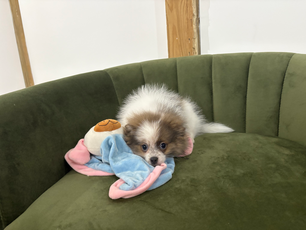 Cute Pomeranian Purebred Pup