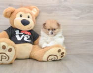 6 week old Pomeranian Puppy For Sale - Pilesgrove Pups