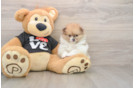 Energetic Pom Purebred Puppy