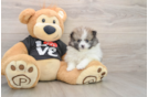 Pomeranian Pup Being Cute