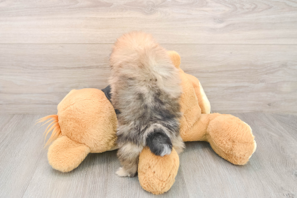 Best Pomeranian Baby