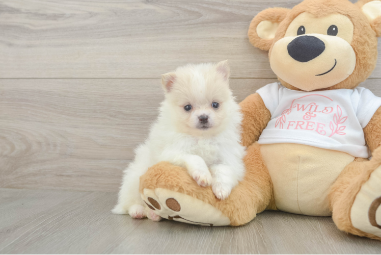 Pomeranian Puppy for Adoption