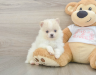 7 week old Pomeranian Puppy For Sale - Pilesgrove Pups