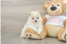Pomeranian Puppy for Adoption