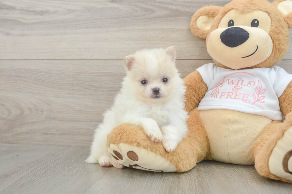 Pomeranian Puppy for Adoption