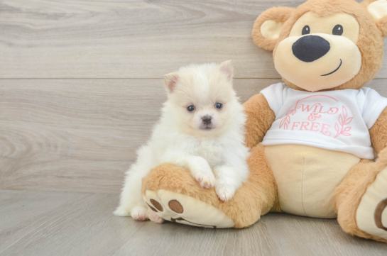 Pomeranian Puppy for Adoption